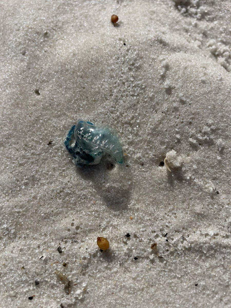 Few small Man o’ War in Gulf Shores so watch your step.  Remember Jelly-Smack is available at many locally owned stores.  Check out our website for locations.   jelly-smack.com #ncaavolleyballchampionship #ncaavolleyballchampionships #gulfshores