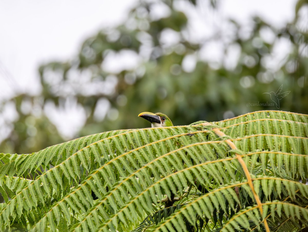 Alguien por ahí?

Día del trabajo, donde no se trabaja,  se disfruta de las aves y la naturaleza 📸📸

#miercolesdeemplumados 

#NaturePhotography 
#BirdsOfTwitter