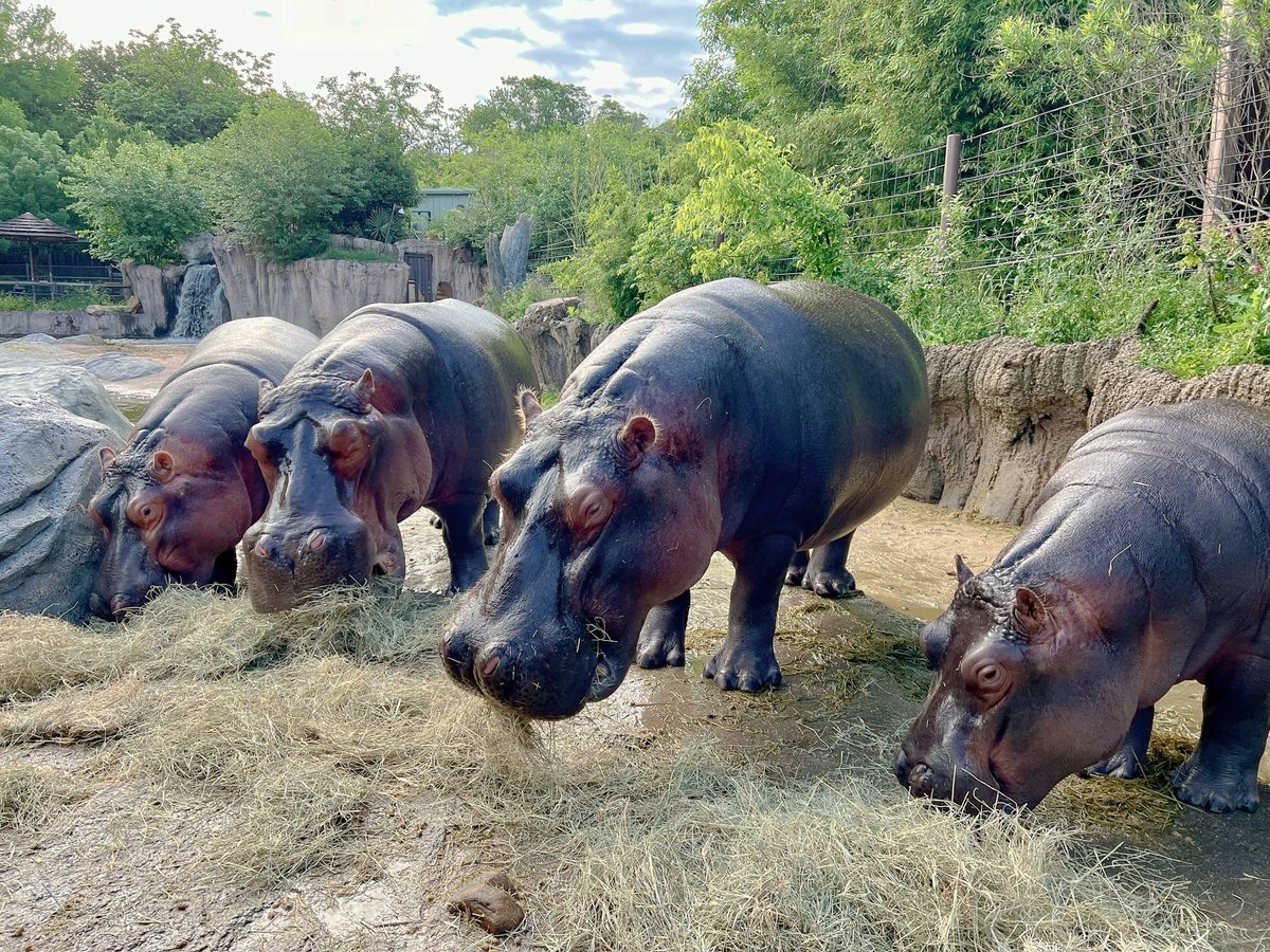 Hungry Hungry Hippos. 🦛 📸: Senior Zoologist Paige G. #DallasZoo #Hippoparty #HungryHungryHippo