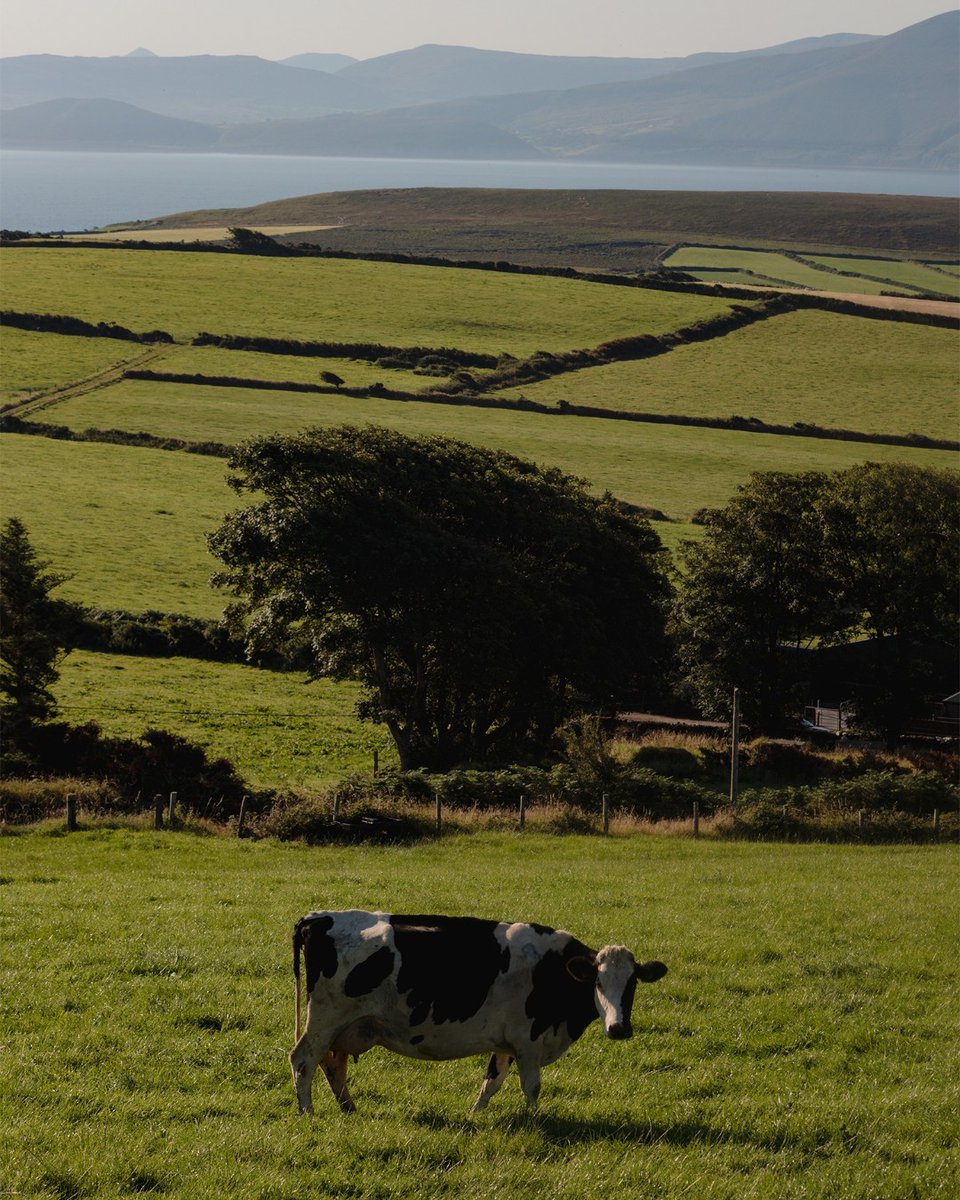 With quality ingredients come quality views. 🐄