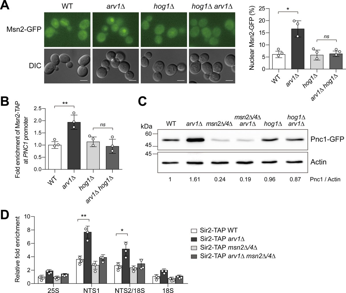 New in JBC press: 'Scientists found that the deletion of ARV1, which encodes an ER protein of unknown molecular function, activates the UPR by inducing lipid bilayer stress.' Learn more: jbc.org/article/S0021-…