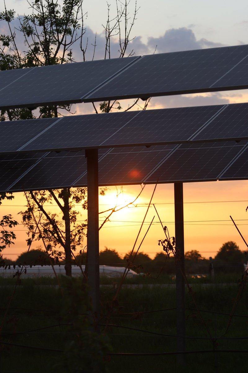 #Solaranlage im #Saharastaub #sonnenuntergang in #Südbaden / #AgriPV