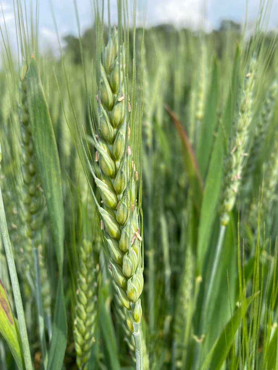 Time to setup and spray @USWBSI supported wheat scab UFT and IM fungicide trials at Southwest Purdue Ag Center @PurdueAg @PurdueExtension @PurdueBPP