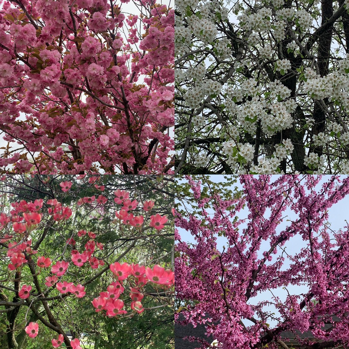 Spring. ❤️ 

#cherryblossom #appleblossom #dogwood #redbud #beautifulmoments #morningwalks