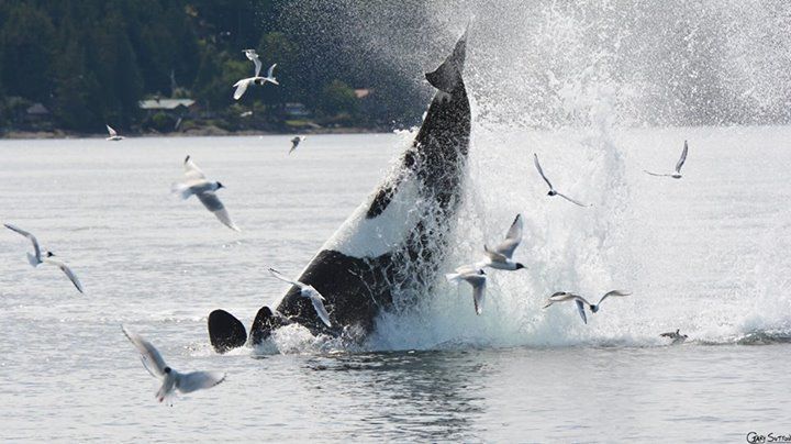 T065A's and T065B's Hunt a Steller Sea Lion. Read the full story here: buff.ly/3LAFC4d
Photo by Gary
This is an encounter from 2015
#WhaleTales