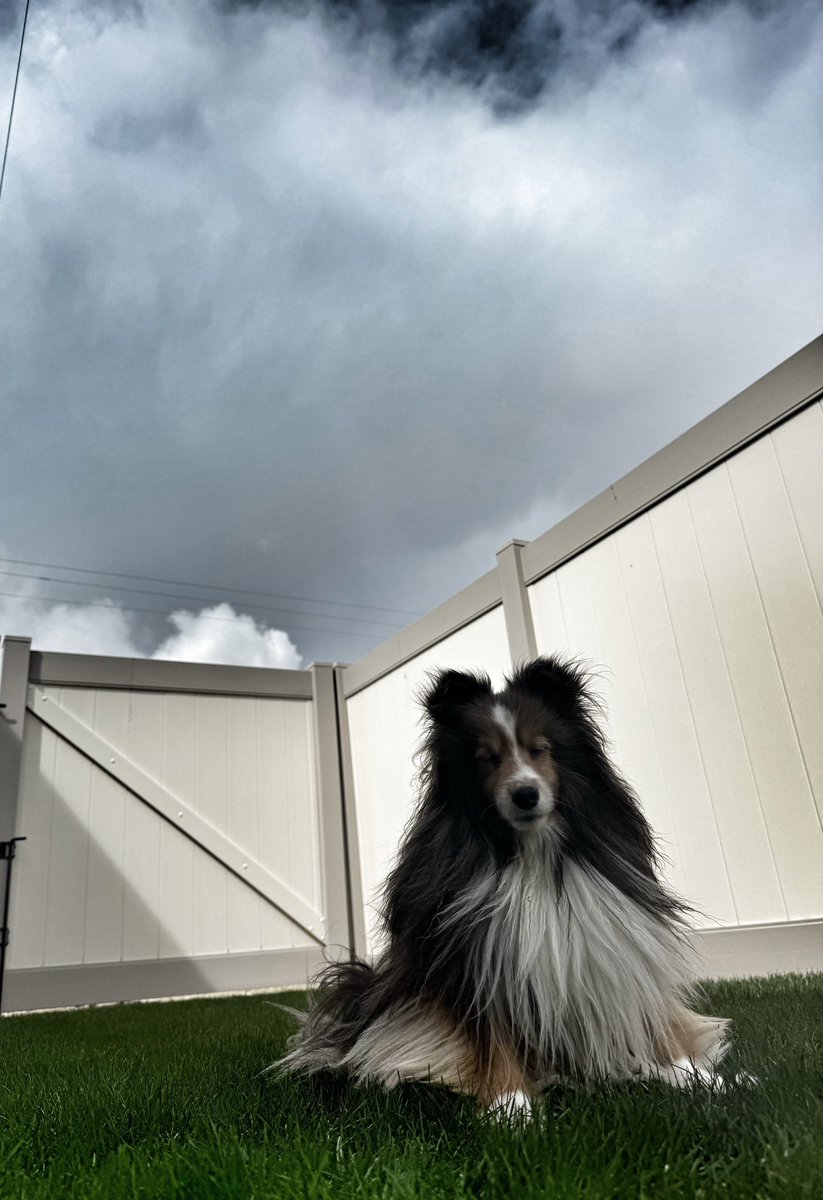 #PostAFavPic4VioletMay24 
Day 1 Mother Goose. Rain Rain, Go Away. Got to say pals, I’m tired of the dark skies, wind and rain mix. This shelties wants to go out and play. 💨☔️
#pets #dogs #dogsoftwitter #dogsofx #dogmom #sheltie #cute #petlife #xdogs