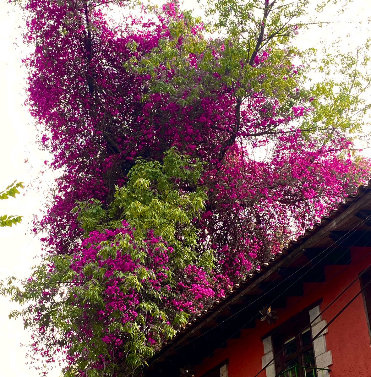 ya para otras vidas sólo busco relacionarme como una bugambilia con su árbol favorito