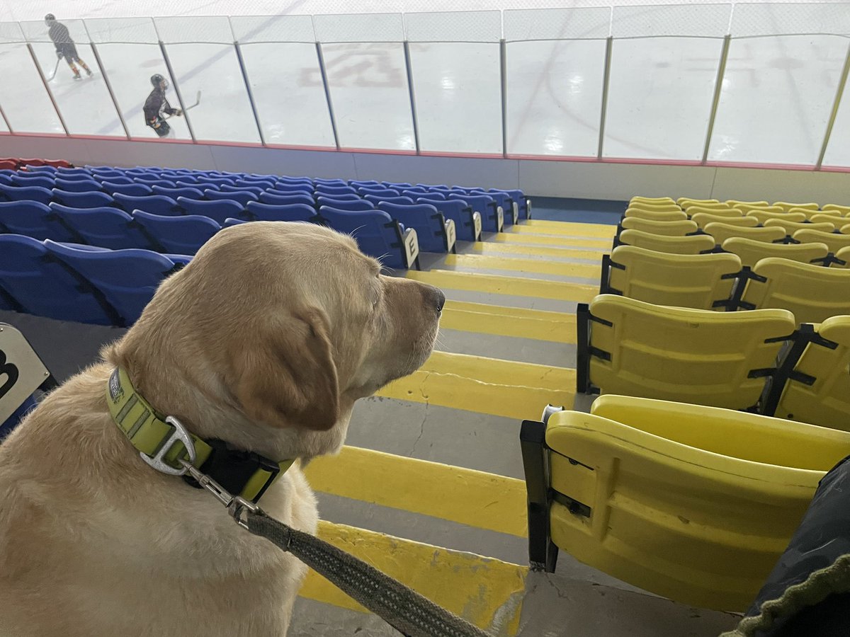 Our furry Winger watching a little hockey 🏒 ❤️🐶 #hockeyfamily