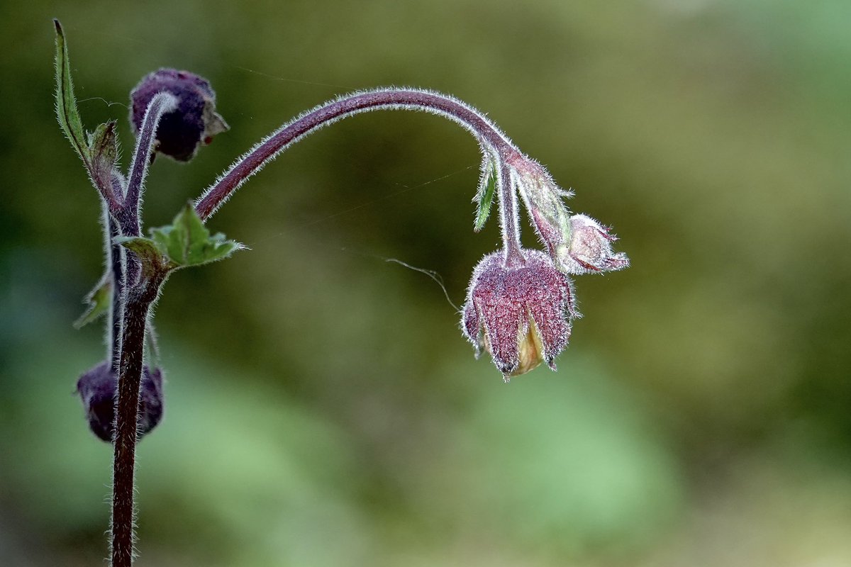 A nice little walk in a wooded area at Portree today. Common Crossbill, Green Hairstreak and Water Avens. 😄