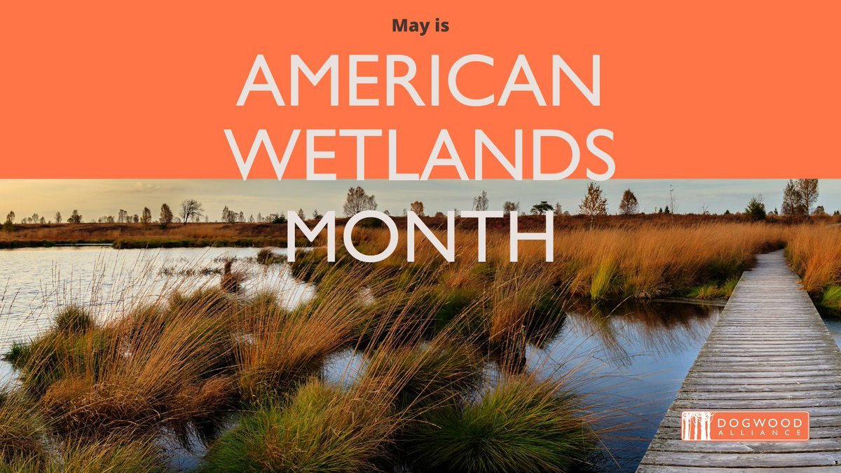 🌊 May is #AmericanWetlandsMonth! Did you know every state in the US has wetlands? Dogwood Alliance is celebrating all month long by sharing info about #wetlands in your state, tips for preservation, and fun ways to celebrate! Let's protect and cherish our wetlands! 💦