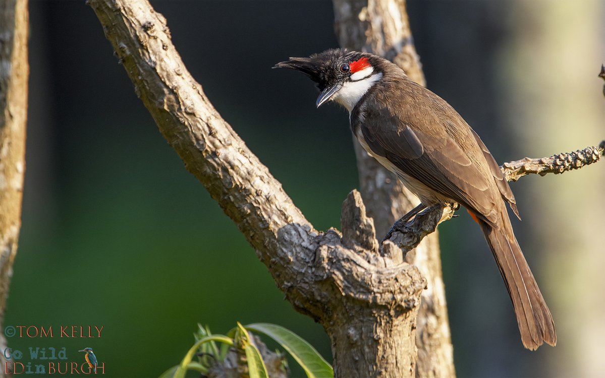 Final shots of my trip to India over the last 2 wks. This was the 1st time I’d photographed wildlife outside Scotland - great experience & a tad warmer!

TL #Peacock TR #BlackRumpedFlamebackWP BL #PurpleSwamphen BR #RedWhiskeredBulbul

#TwitterNatureCommunity #BirdsSeenIn2024