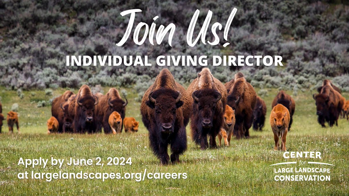 Deadline extended! The Center is looking for an experienced development professional to join our team in the role of Individual Giving Director. Apply by June 2!  
#hiring #conservationjobs #conservationcareers

Learn more: largelandscapes.org/careers/