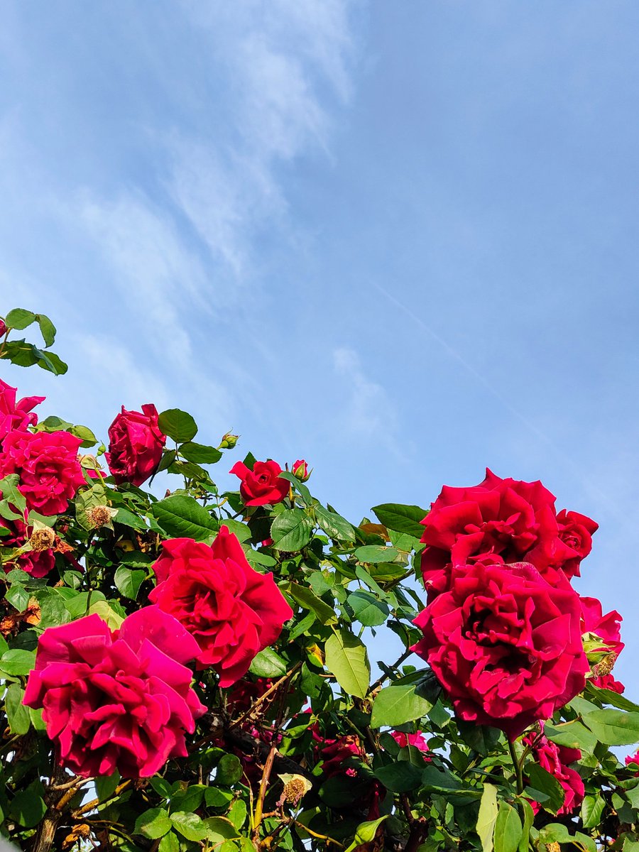 清々しい朝に真っ赤な薔薇
#oppofindx3pro
#OPPOカメラ部 
#写真好きな人と繋がりたい #ShotonOPPO
#OPPO