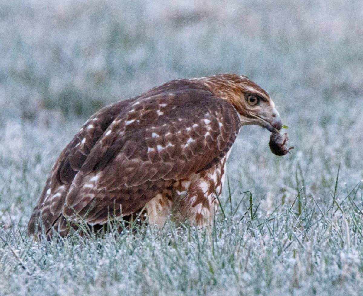 🔥 Redtail hawk