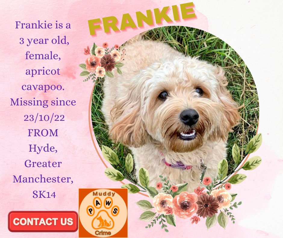 With the bank holiday coming up many will be out & about . Please keep looking for darling Frankie. We appreciate your shares so much as ONE share could be THE share that brings the information we need . If you have any information pls contact MUDDYPAWSCRIME ON FACEBOOK