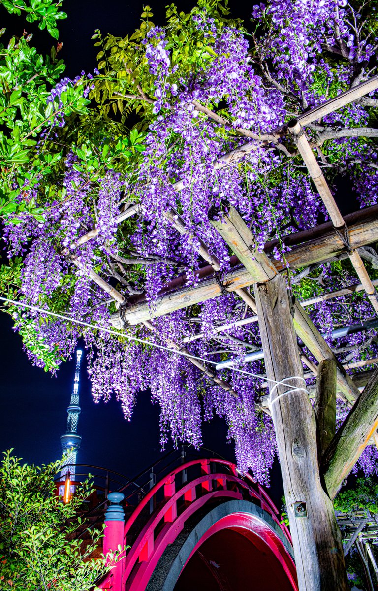 東京では藤の花とスカイツリーが一緒に撮れちゃいます