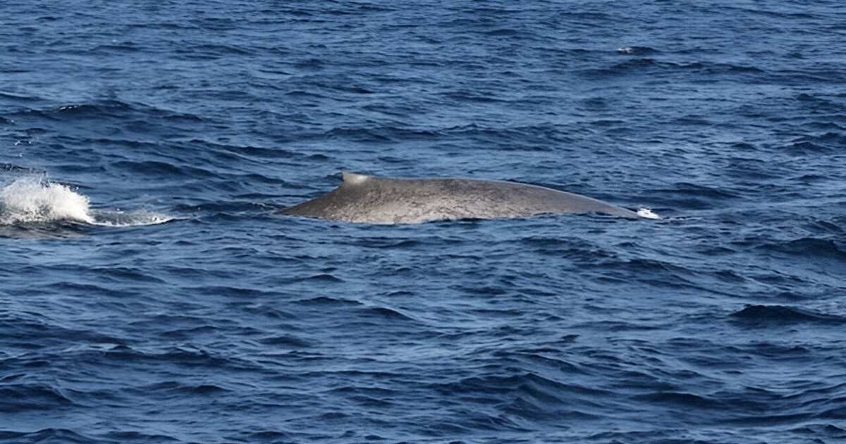 🐋 The Seychelles, known for its tourism, is now attracting blue whales, a rare sight since 1966. Marine biologists are thrilled by the recent discovery of over a dozen blue whales in the island's waters, marking a significant milestone in their recovery.