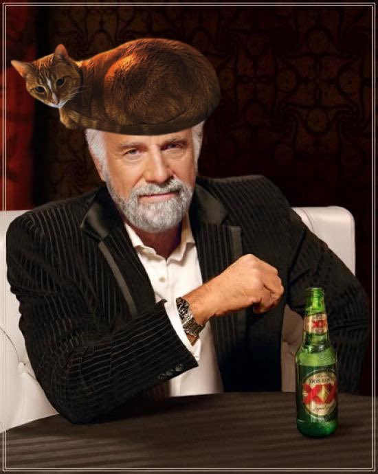 I don’t always have a cat on my head, but when I do, it’s $Hobbes The cat stays on