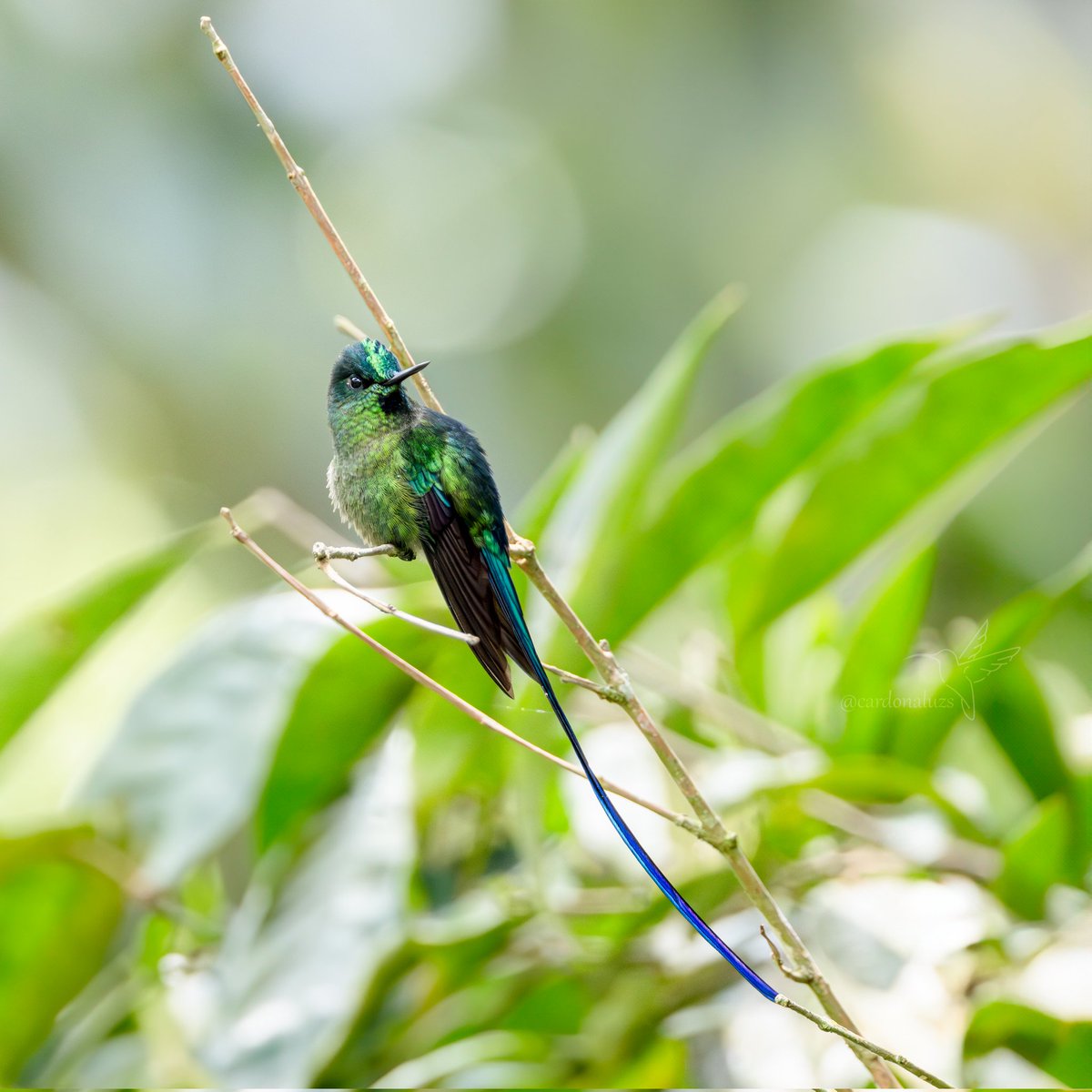 #miercolesdeemplumados 

🇨🇴Cometa verdiazul
🔬Aglaiocercus kingi

#hummingbirds