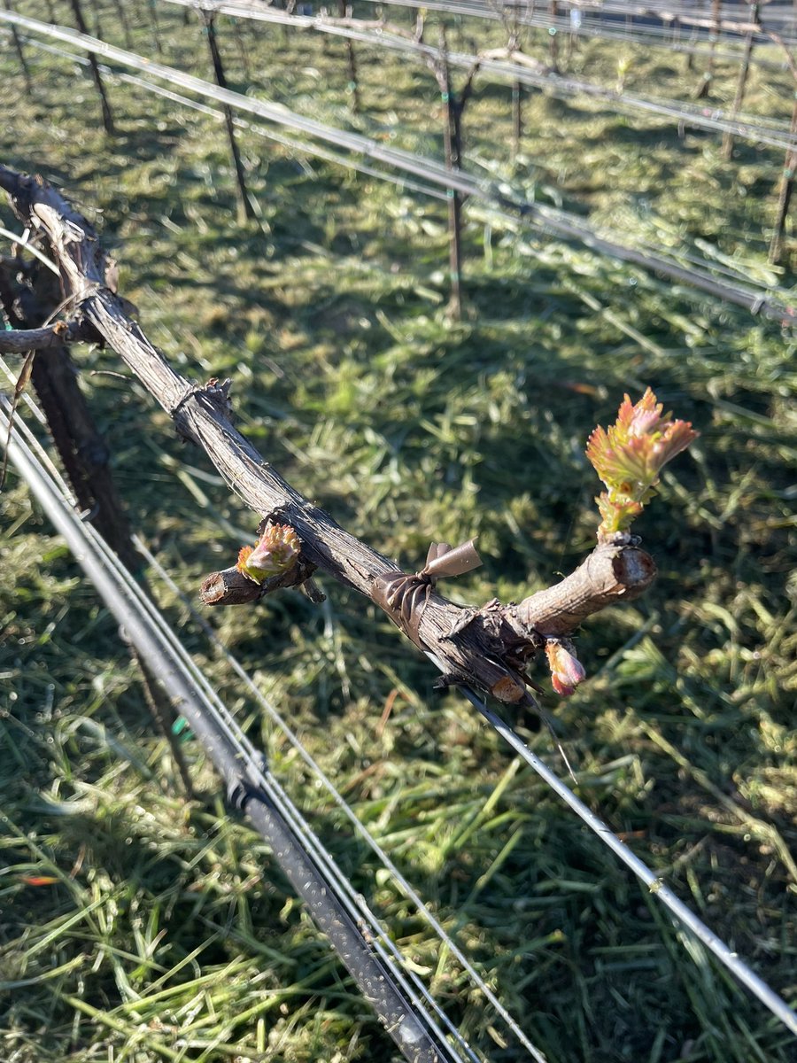 Plenty of sun and mild temperatures have helped the vines move from bud break to healthy leaf and shoot growth. Flowering is coming. #NapaValley #HowellMountain #Wine