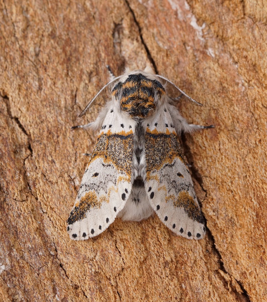 Sallow Kitten, 1 of 3 to light during last nights field trip. Such a stunning moth. East Cambs