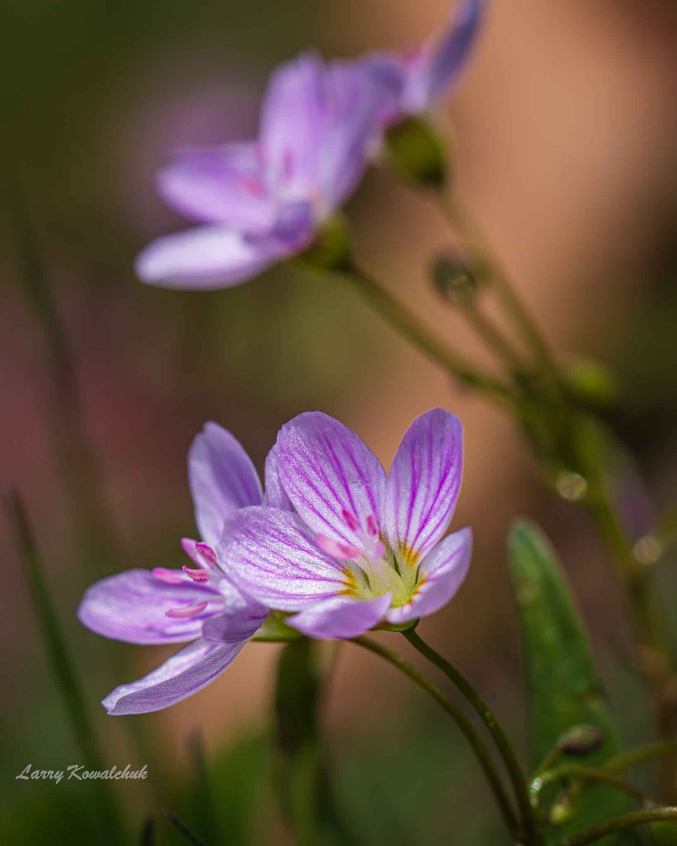 Spring Beauties 
This small flower blooms in the spring and radiates a eye catching pink colour #naturephotography #NatureLover #wildflower #thamescentrephotographer #OntarioPhotographer