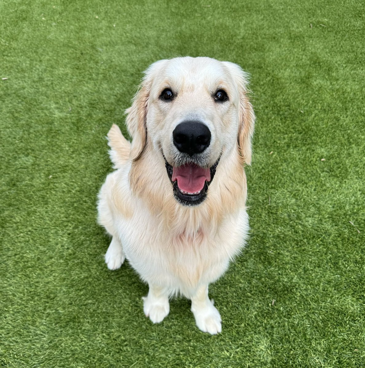 Bug is a quick learner. He is going to make a difference. #futuretherapydog #firstresponderspack #goldenretriever #mentalhealthawareness #peersupport #giveback #makeadifference