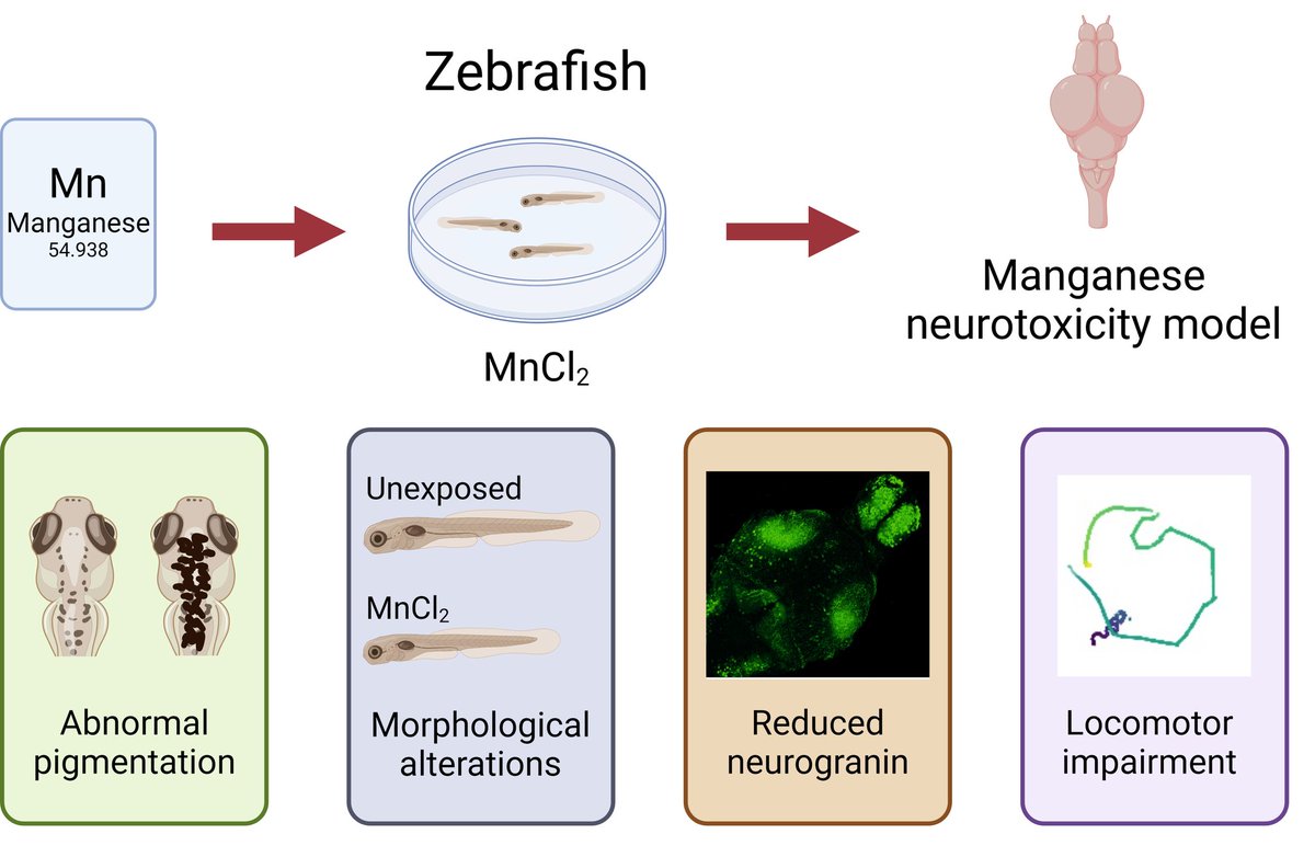 Exciting to see our paper out in @IJMS_MDPI from our collaboration with @Anabel_Alba5 and @MonicaFolg. #manganese neurotoxicity affects neurogranin expression and locomotion in zebrafish! mdpi.com/1422-0067/25/9… Thanks to @stevewilsonfish lab for all their input and @The_MRC.