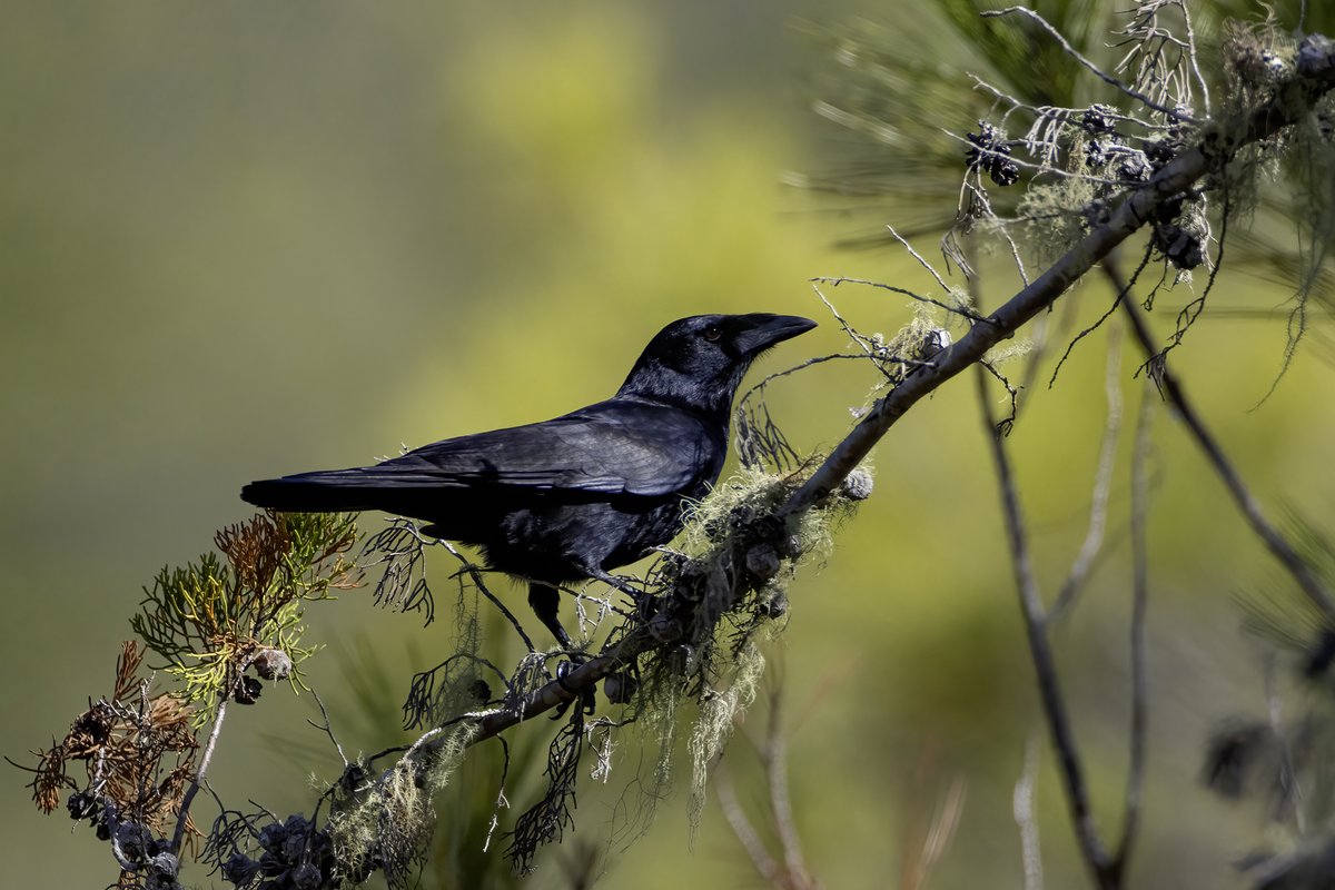 Tiene una capacidad de adaptación increíble, al punto que lo he visto en el punto más bajo y más alto del Caribe (Lago Enriquillo y Pico Duarte). Le fascina despertar a los excursionistas que van al Valle del Tetero con un canto que le ha dado su nombre 'Cao, Cao, Cao!!!'.