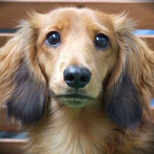 spanner388's tweet image. #イケメン犬選手権  

イケちわ🫠イケダッグ