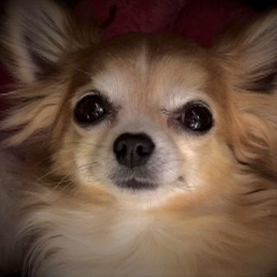 spanner388's tweet image. #イケメン犬選手権  

イケちわ🫠イケダッグ