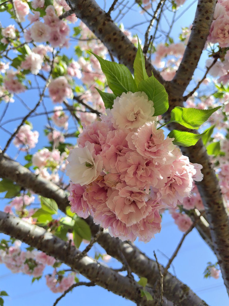 おはよ🌄

5月2日(Thu)

今日は
緑茶の日
郵便貯金の日💰😁🎵

さぁ！
今日から
天気は☀
昨日も
お茶ネタ
やったけど
緑茶
今日も
飲まなアカン😂🧉

GW後半も
音楽にまみれて
とことん
楽しむぞー😁🎸🎶

今日も
いい日に
しましょ😊🍀🎶

#驚きと感動リレー0502