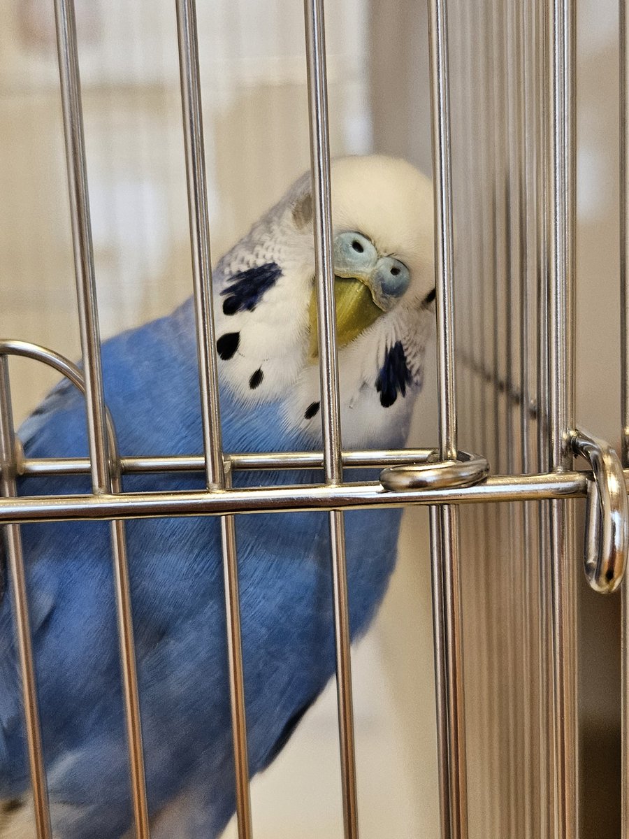 偶然撮れたウインク😉

#セキセイインコ