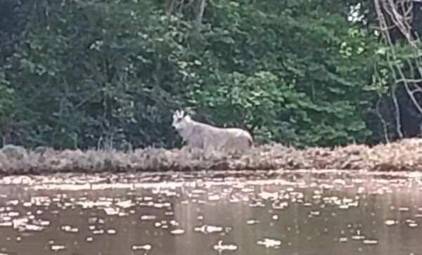 【真岡でニホンカモシカ目撃　国特別天然記念物の県獣　県東に生息例なし】 ・1日午前8時15分ごろ、栃木県警真岡署や消防に「大きな動物がいた」「土佐犬より大きい動物が田んぼにいる」と通報があった…