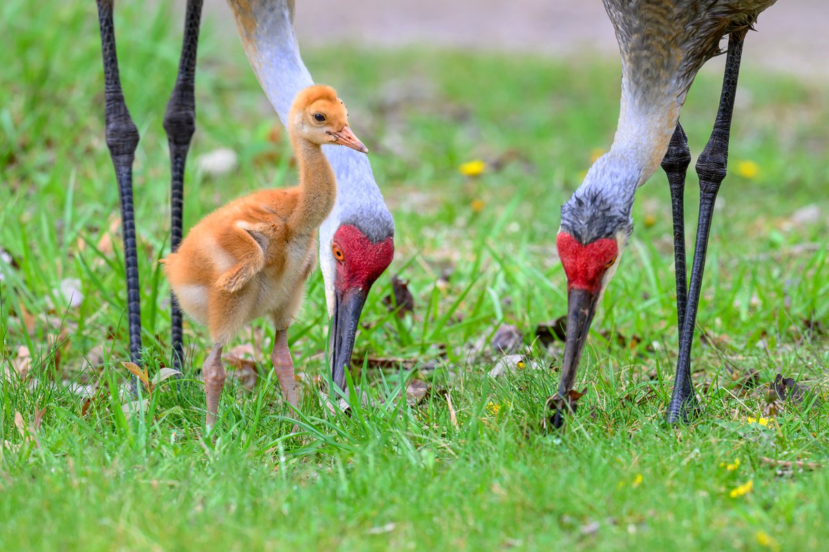 A young Sandhill Crane waiting for his/her parents to rustle up some food ❤️❤️