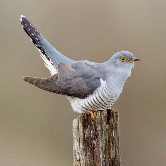 Ornithologists have observed cuckoos keeping time capsules near to their birth nests, prior to flying back to Africa. #animalfacts #nature #BirdsOfTwitter #CUCKOO #timecapsule