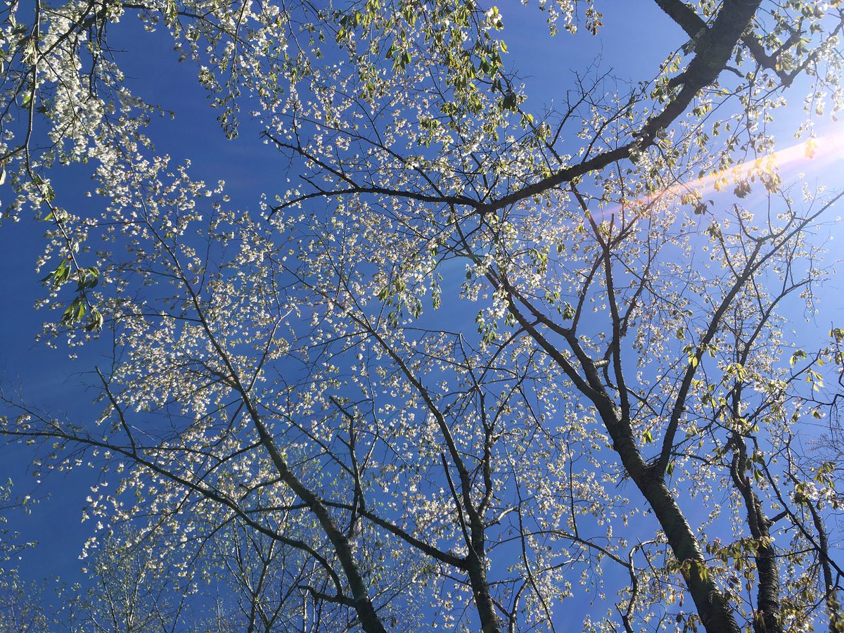 Good morning! 

#Nasu #camp #outdoor #outdoorfun #Japan #Japanese