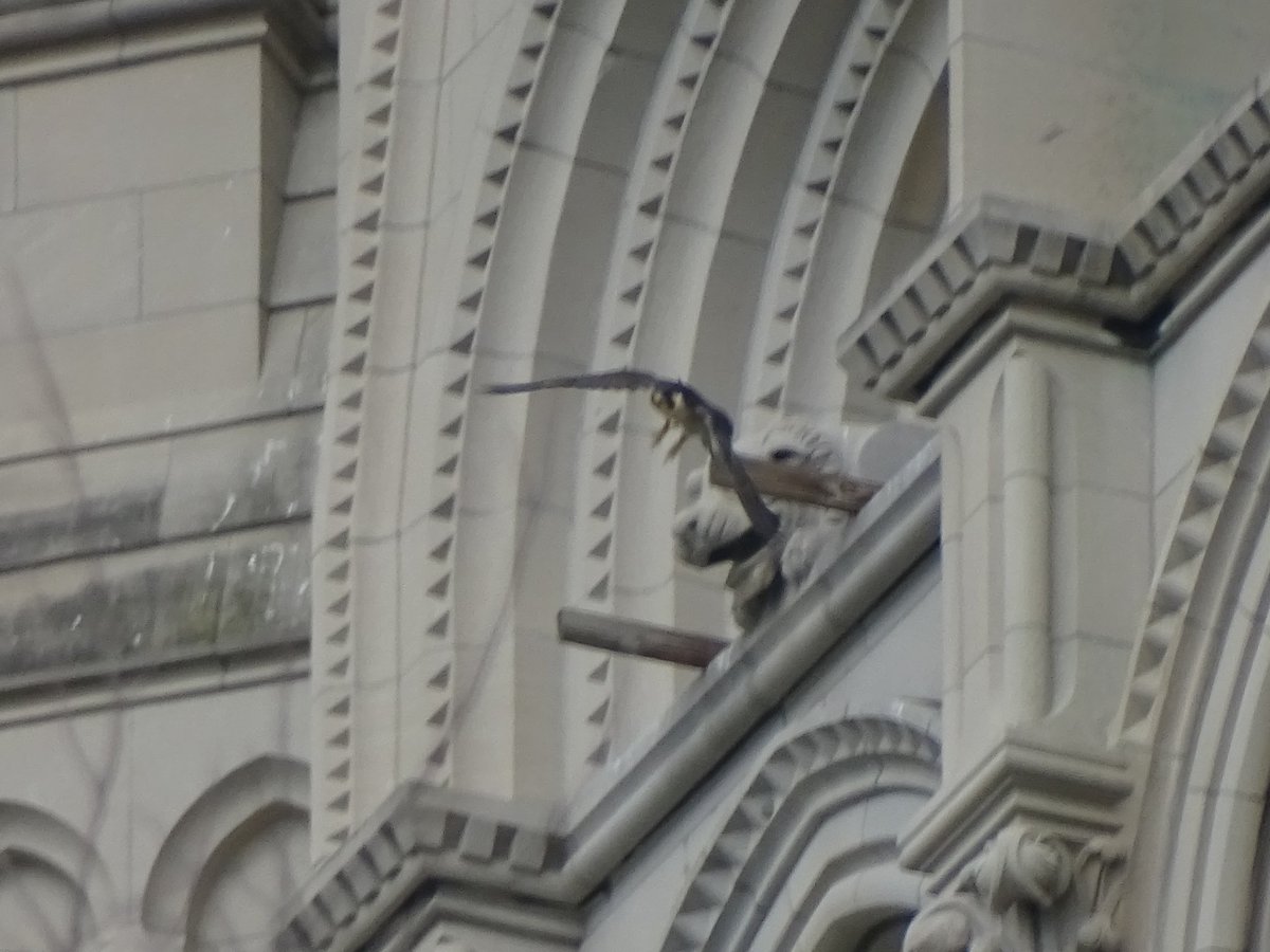 BirdsOutNerdOut's tweet photo. While the day belonged to the yellow-rumps it’s nice to see the peregrine falcons back at Riverside Church. Death from above! #birdcpp https://t.co/0b8Dzevsln