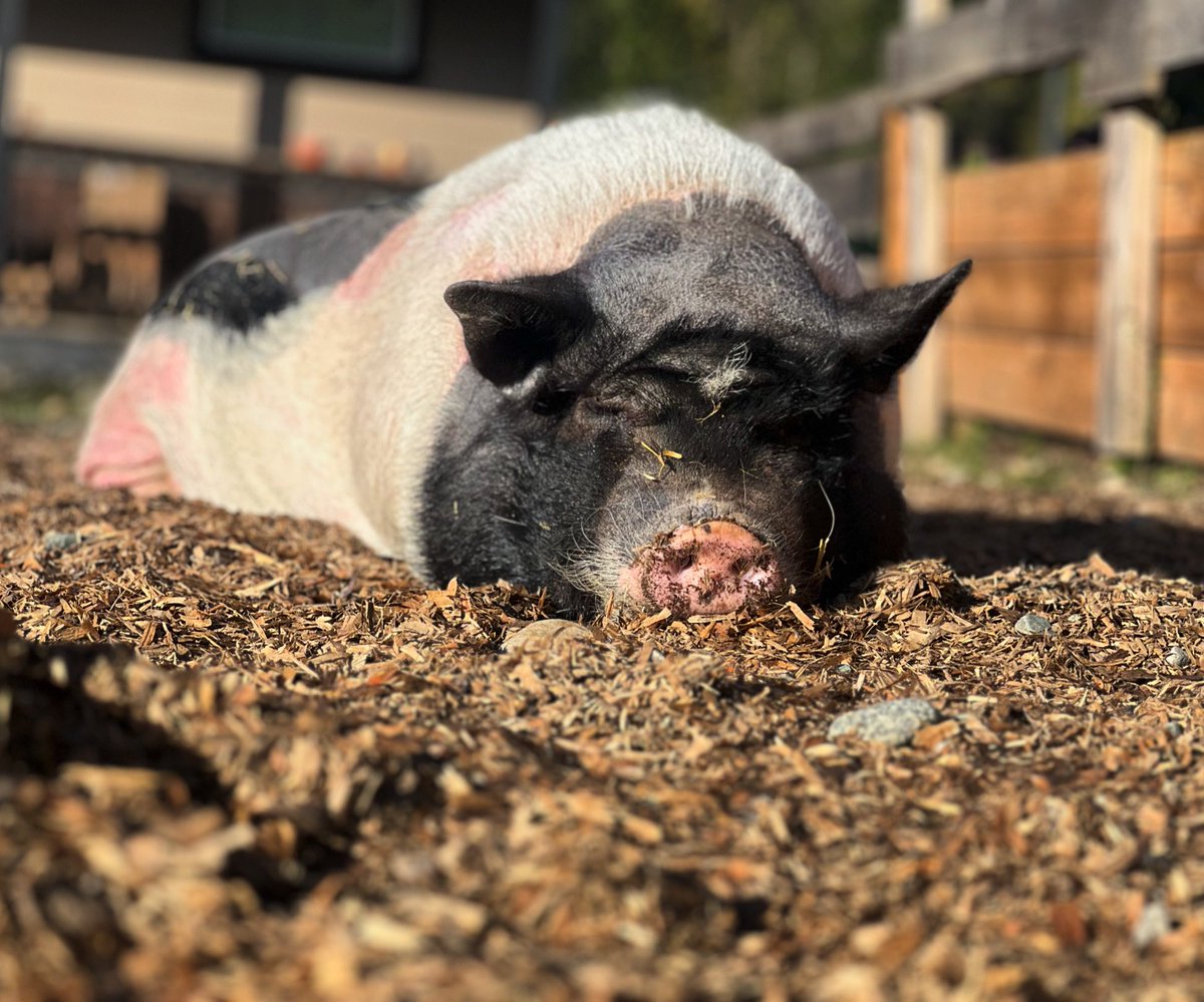 Penelope loves a good sunshine nap. 💤☀️

Penelope having a sunshine nap.
#homeforhooves #vancouverislandsfarmsanctuary #vancouverisland #vanisle #Duncan #cowichan #vegan #bekindtoanimals #tourismvancouverisland  #farmanimalrescue #getcuriouscowichan #explorecowichan #pig