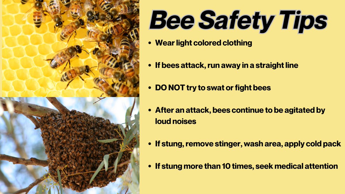 With the warmer weather - bees are starting to buzz in Las #Vegas and elsewhere. Spring to fall is the most active time for bees according to @NVAgriculture as they colonize and look to set up hives. More information: ➡️tinyurl.com/5xypddzu. Bee Safety Tips ⬇️