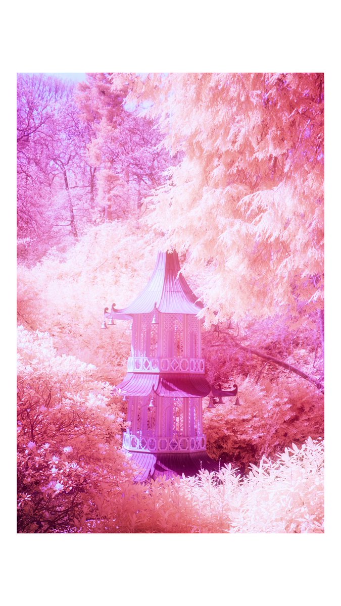 simsnotebook's tweet image. Morning, some #infrared experiments of fauna and coasters at @altontowers