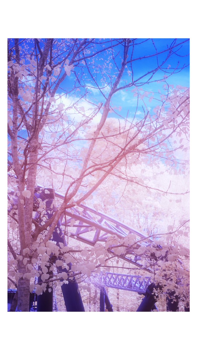 simsnotebook's tweet image. Morning, some #infrared experiments of fauna and coasters at @altontowers