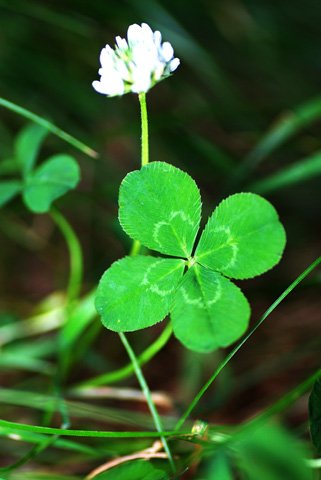 おはよ〜🍀 個性がある以上、誰かには嫌われる。誰かには好かれる。だって、どんな個性も受け入れられる人なんかいない。だからいちいち気にしなくていい。世の中にはいろんな人がいるから😌👍 今日も自分らしく、 怒らず、焦らず、心穏やかに ぼちぼちマイペースで☺️🍀 #60502おは戦🌳yg