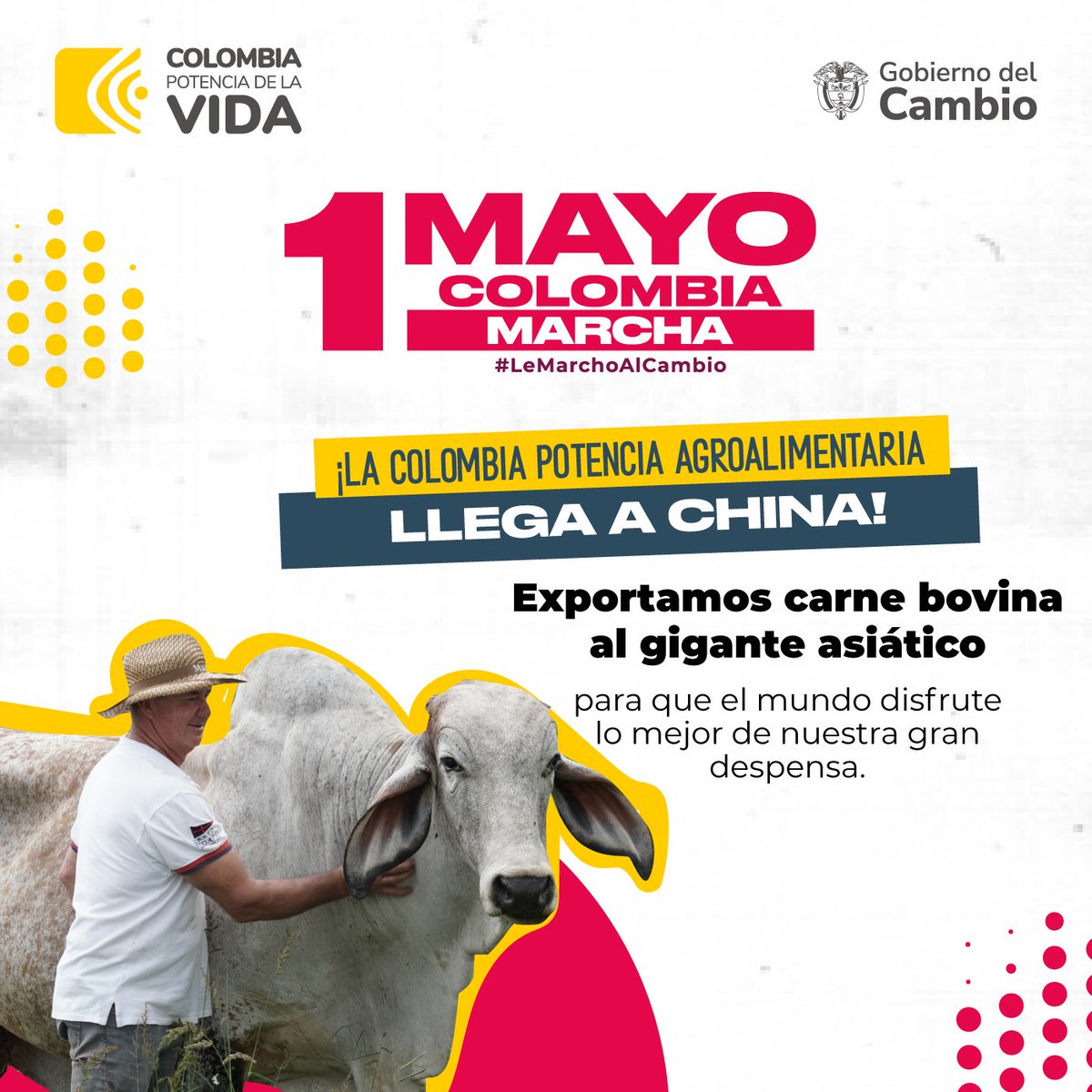 ¡#LeMarchoAlCambio ✊🏾 para que nuestro país sea la gran despensa alimentaria del mundo! Las negociaciones entre China y Colombia 🇨🇳🫱🏽‍🫲🏾🇨🇴 dieron como resultado la aprobación del protocolo para que la carne vacuna colombiana 🥩 llegue a los mercados del gigante asiático. Otro hito…