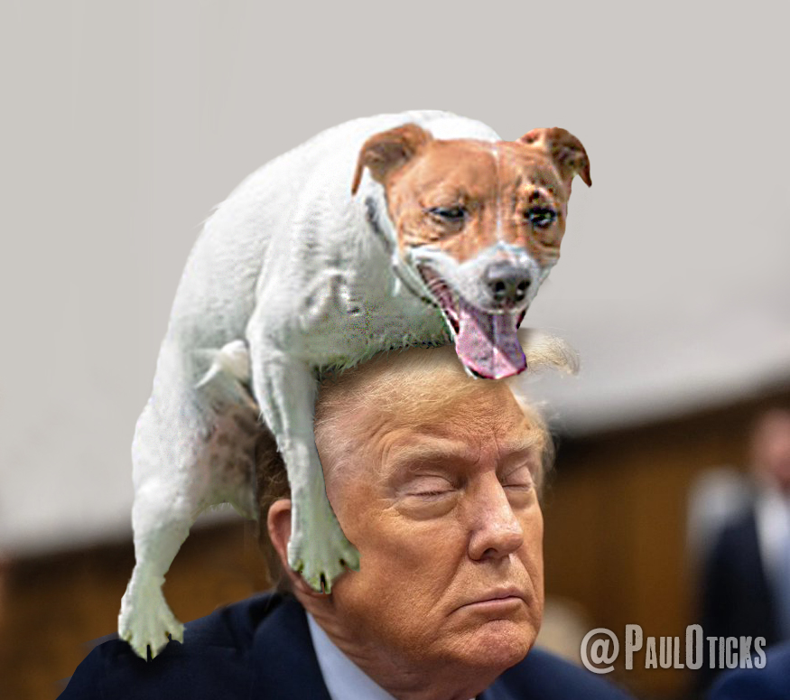 BREAKING: while dozing off in court today, an emotional support service dog mistakes the mange-infested orange rug he has glued to his head, for another dog. #SleepyDon