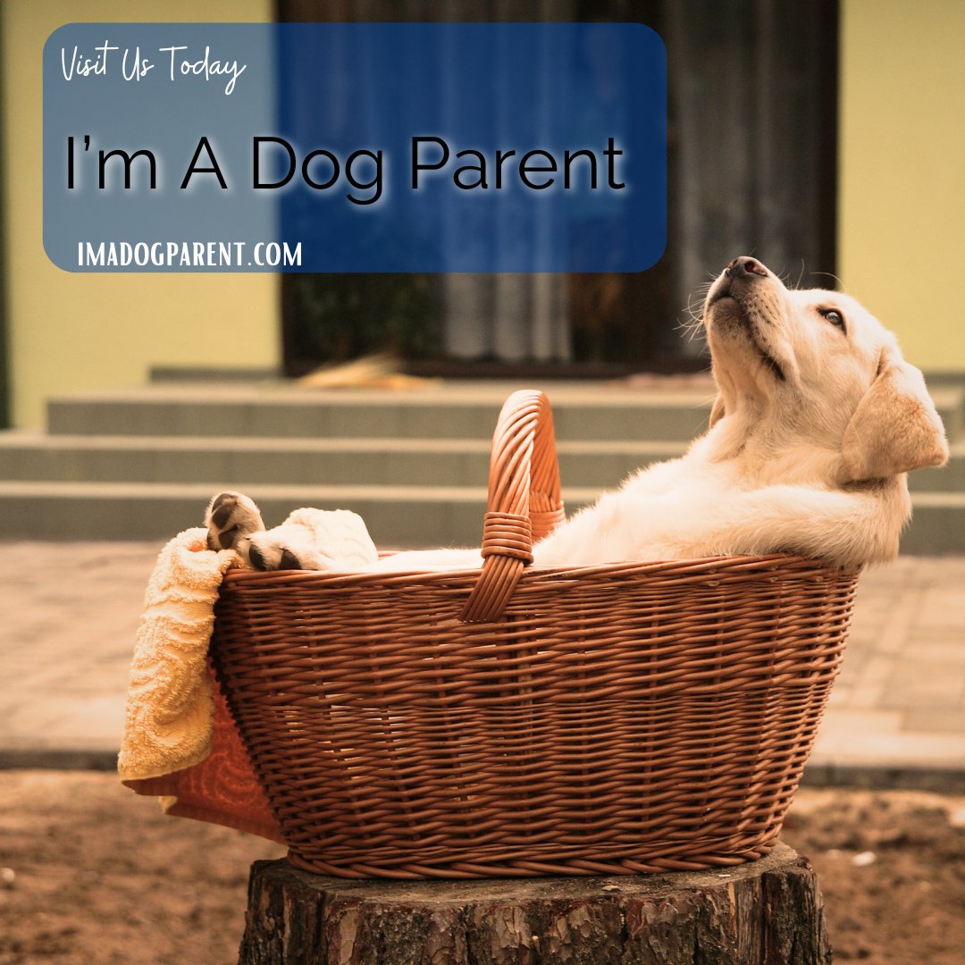 Get ready to unleash a whole new level of dog parenting - something exciting is coming soon!
imadogparent.com
#dogparent #doglover #dogsofinstagram #dogmom #dogparents #dog #dogstagram #dogoftheday #ilovemydog