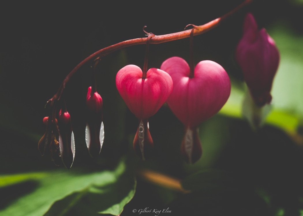 Bleeding Hearts
#photography #photooftheday #photograph #nature #gardenphotography #GilbertKingElisa #light #natural #shadows #insects #colorful #petals #garden #OutdoorAdventures #color #NaturePhotography #flowers #spider #butterfly #flores #flower #trees #leaves…