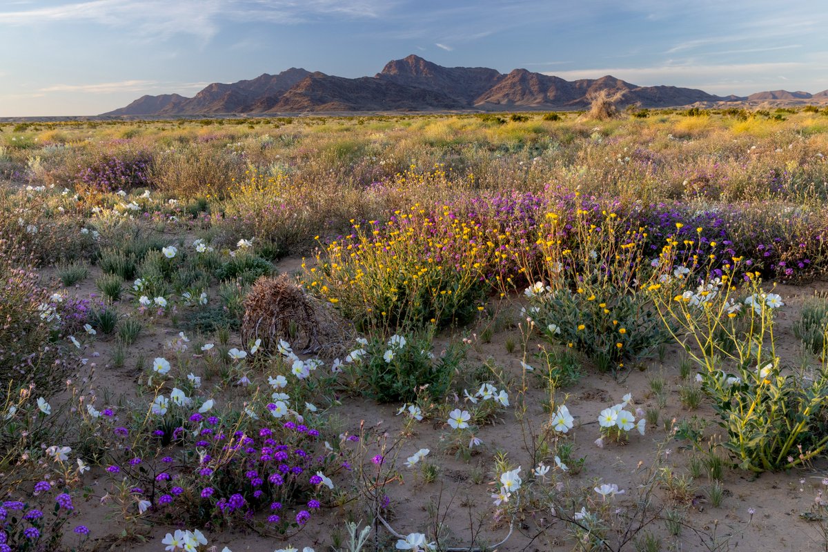 A must-read from the LA Times on why Tribal leaders & local residents are calling on the President to #ProtectChuckwalla! ⬇️

latimes.com/environment/st…

Photo: Bob Wick