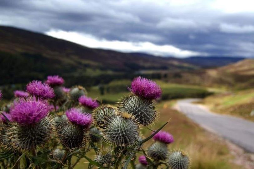 O #flower of #Scotland!
📷: #VisitScotland
#Thistle #ScotlandIsCalling #ScottishBanner #Alba #TheBanner #LoveScotland #BestWeeCountry #BeautifulScotland #AmazingScotland