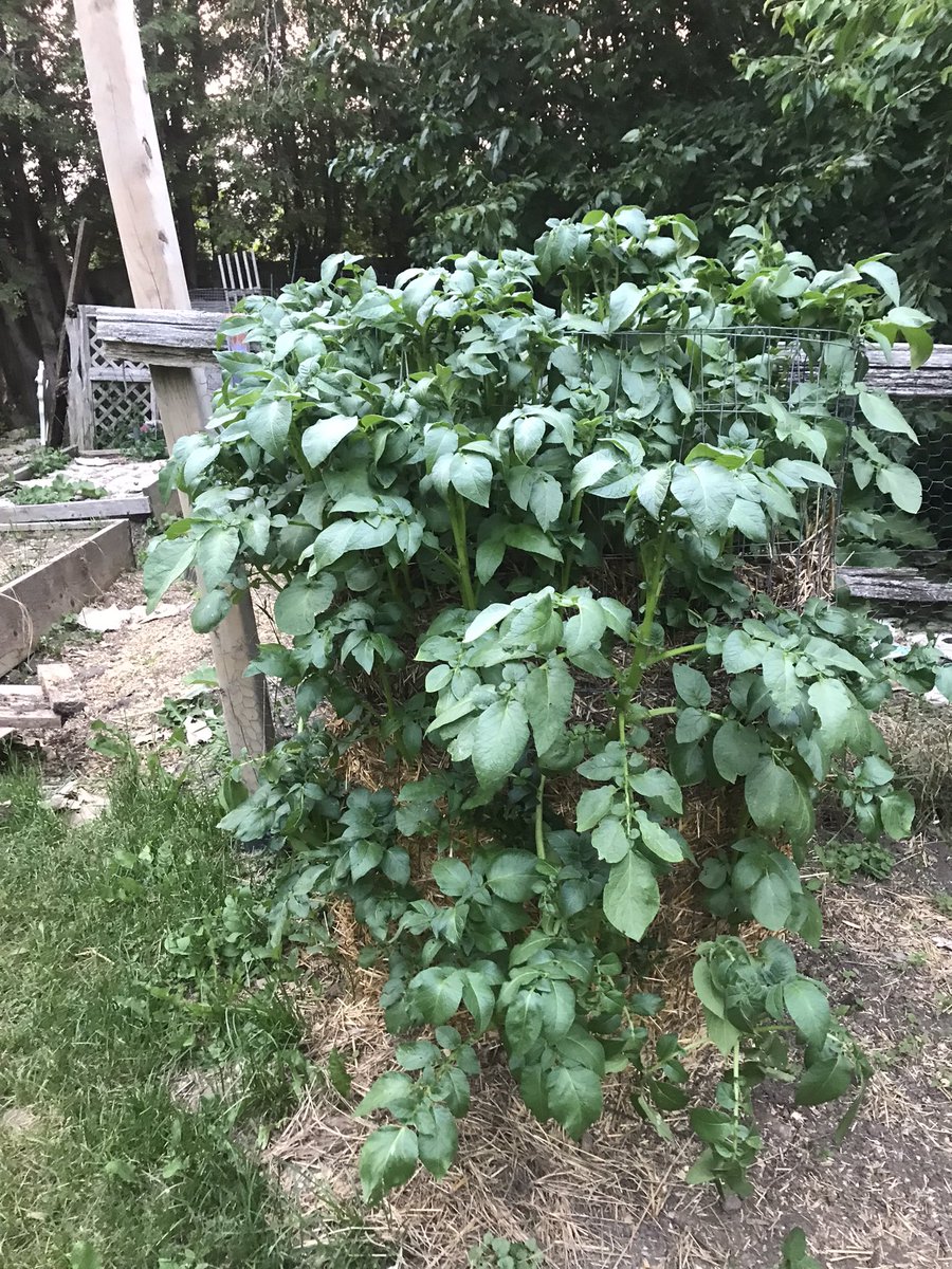 @TheGoodShep45 @IPOT_Official76 @mmaziarzivytec1 @TheDustinNemos Absolutely! I just come here for gardening and chicken tips now. My potato tower from last year. 80lbs out of it. Doing 3 this year. Know some elderly people who can’t garden anymore and are being driven to the food bank by our douche bag of a leader Will share.